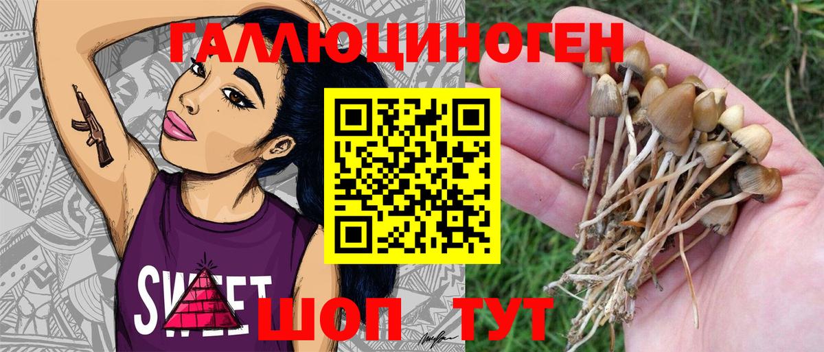 Галлюциногенные грибы Psilocybe Сертолово